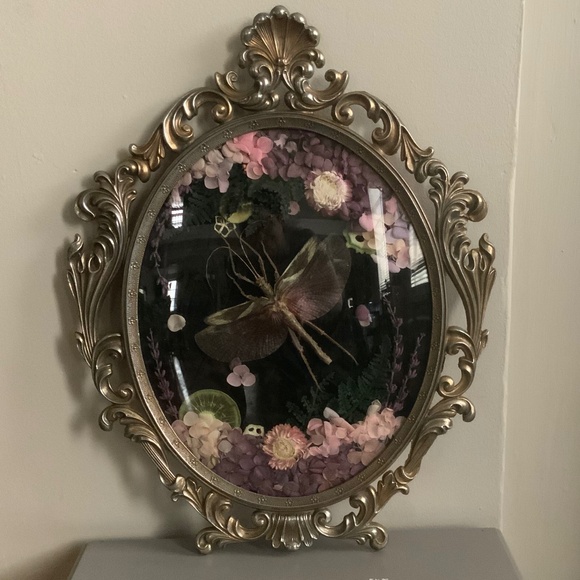 Large antique frame with real walking stick insect - Picture 1 of 3